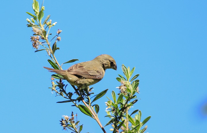 Sporophila caerulescens (Coleirinho ou Papa-capim ou Colei…