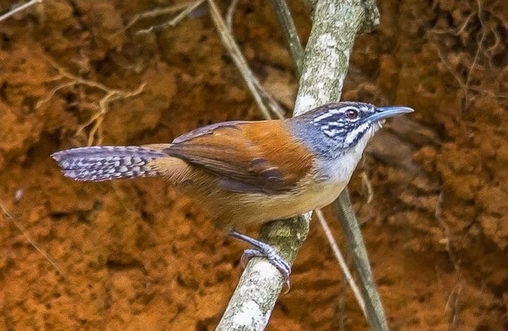 Garrinchão pai avô