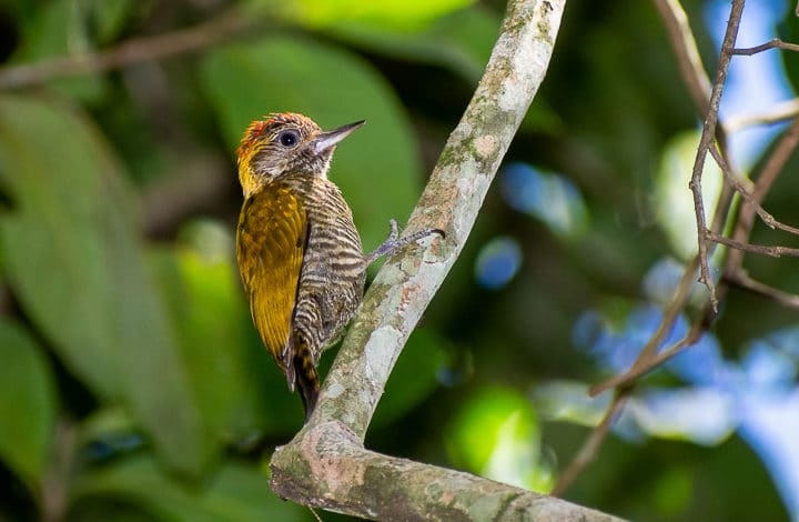 Pica pau de testa pintada