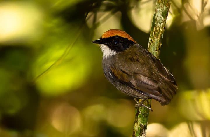 Cuspidor de máscara preta