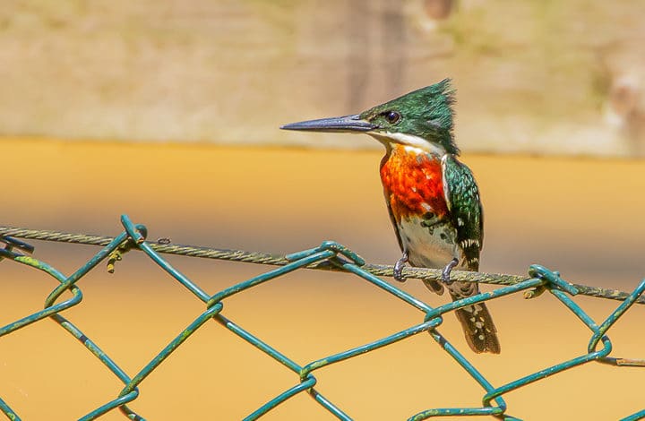 Martim-pescador-pequeno