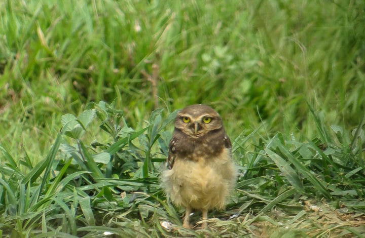 Coruja-buraqueira