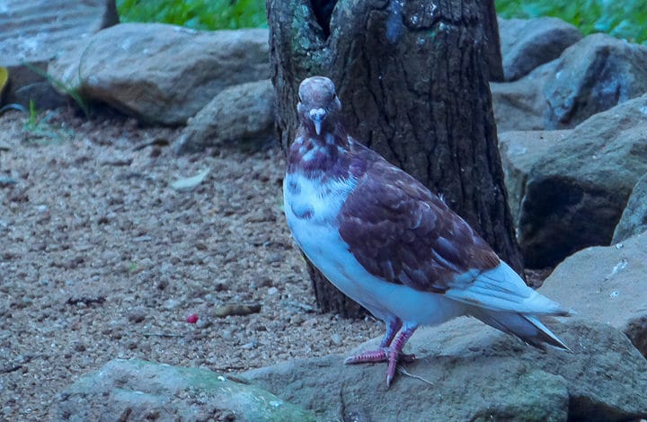 Pombo doméstico