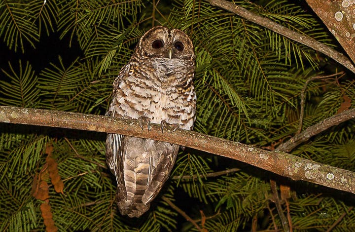 Coruja listrada