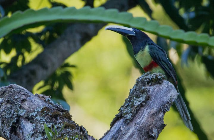 Araçari-de-bico-branco