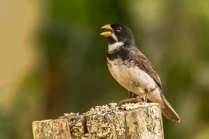 Sporophila caerulescens (Coleirinho ou Papa-capim ou Colei…