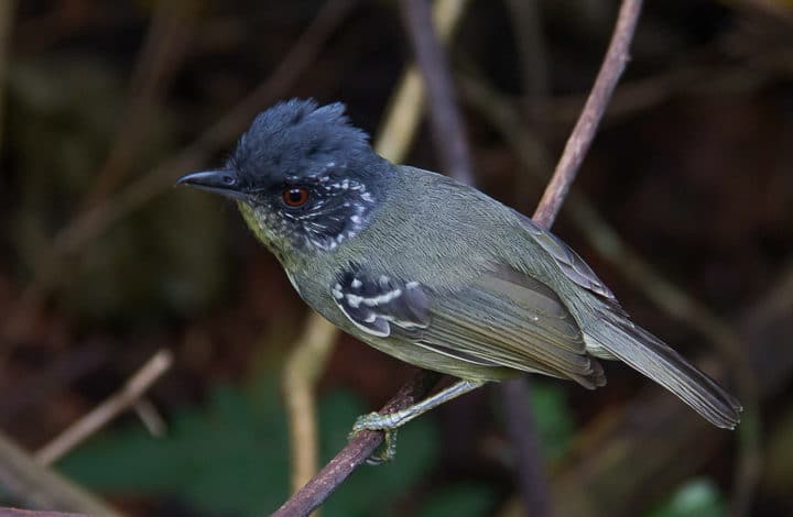 Choquinha-de-peito-pintado