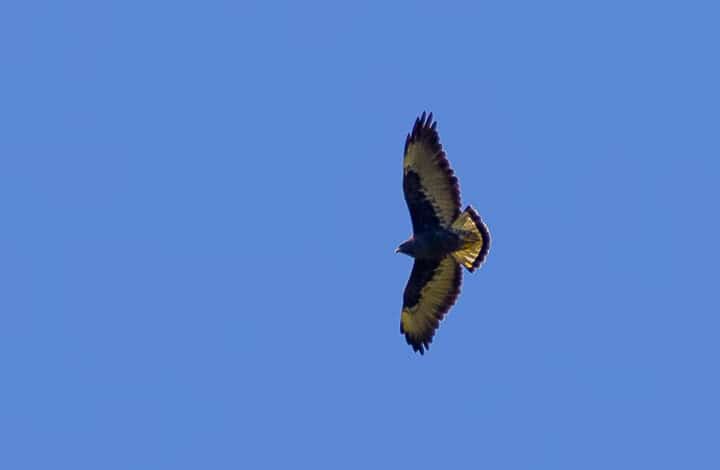 Gavião de rabo branco