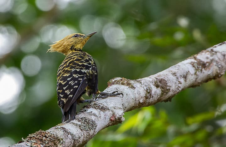 Pica pau de cabeça amarela