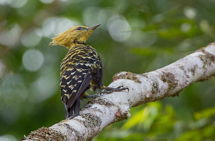 Pica pau de cabeça amarela