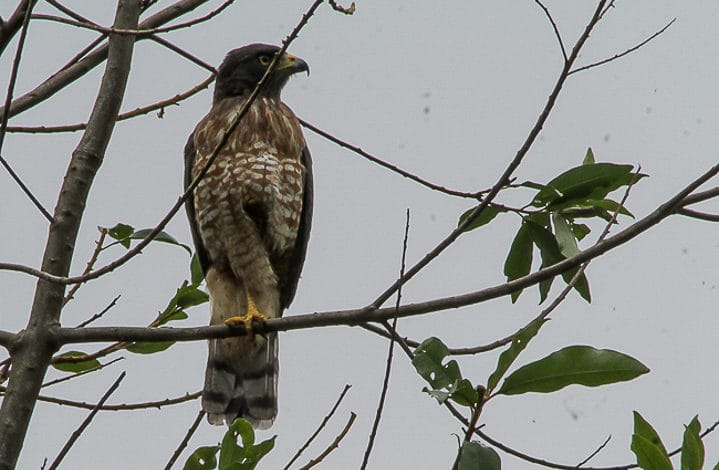 Gavião carijó
