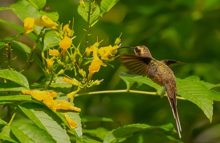 Rabo branco de garganta rajada