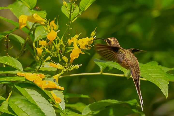 Rabo branco de garganta rajada