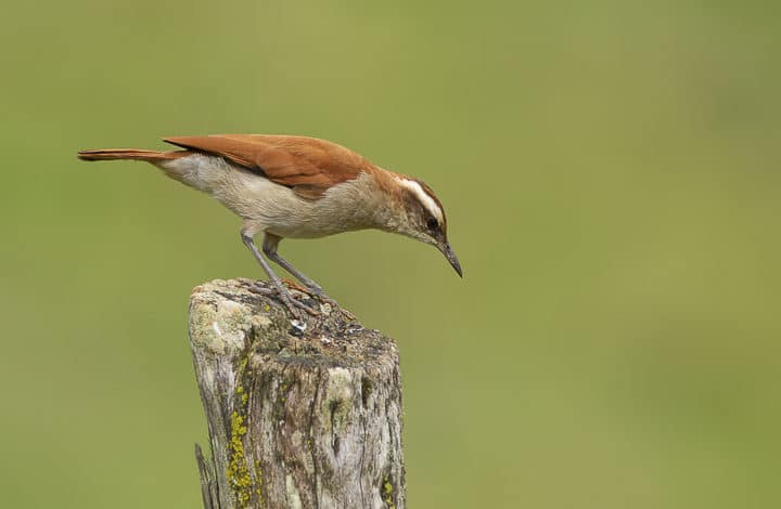 Casaca-de-couro-da-lama