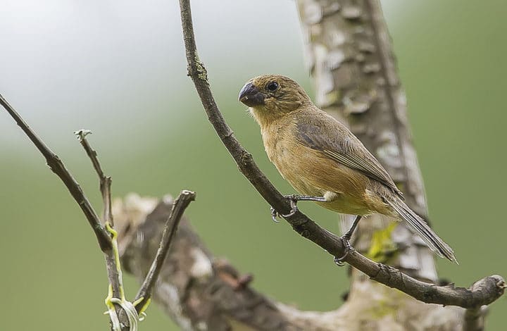 O pássaro Papa-capim cantando solto na natureza