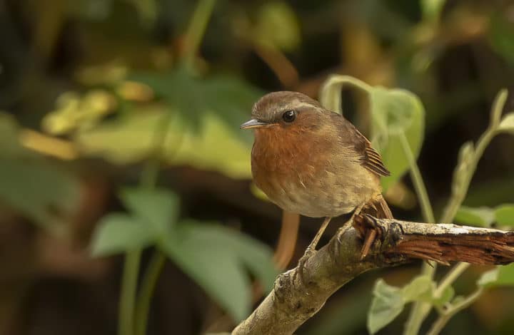 Chorão - eBird