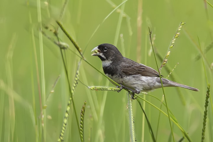 Sporophila caerulescens (Coleirinho ou Papa-capim ou Colei…