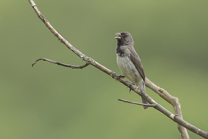 Papa-capim-de-costas-cinza(Dubois's Seedeater)