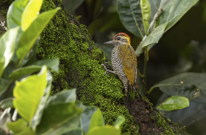Pica pau de testa pintada