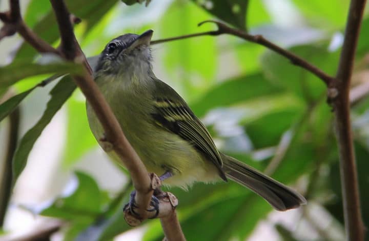 Bico-chato-de-orelha-preta