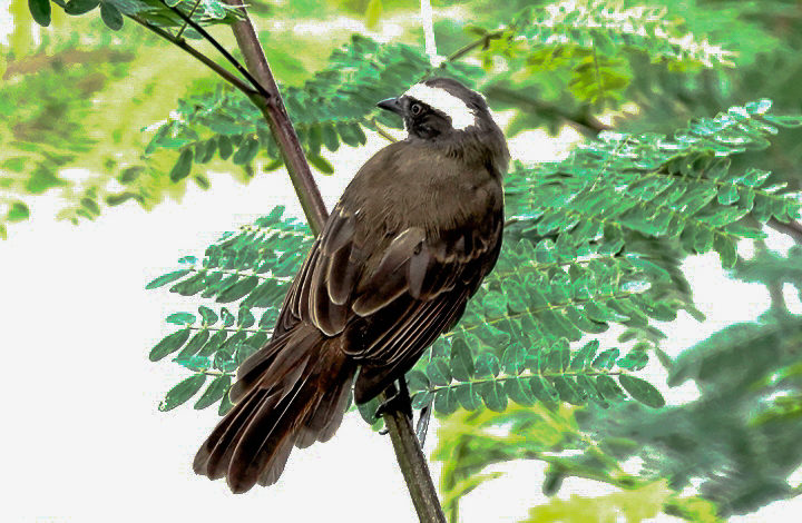 Bentevizinho-de-penacho-vermelho