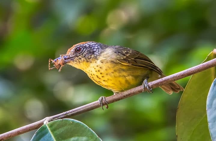 Choquinha-de-peito-pintado