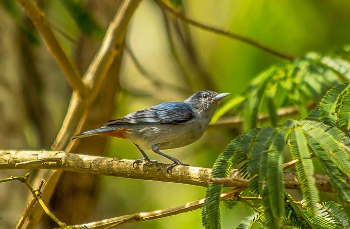 Figuinha-de-rabo-castanho