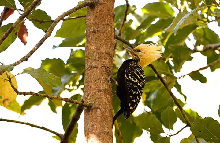 Pica pau de cabeça amarela