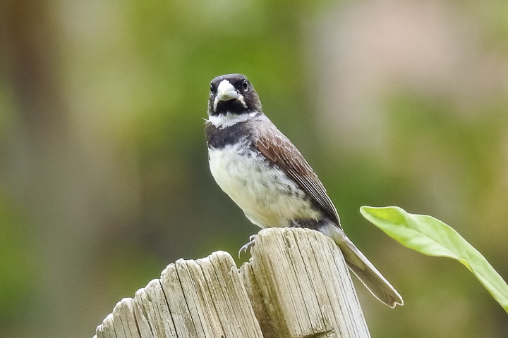 Coleiro - Papa Capim - SPOROPHILA CAERULESCENS