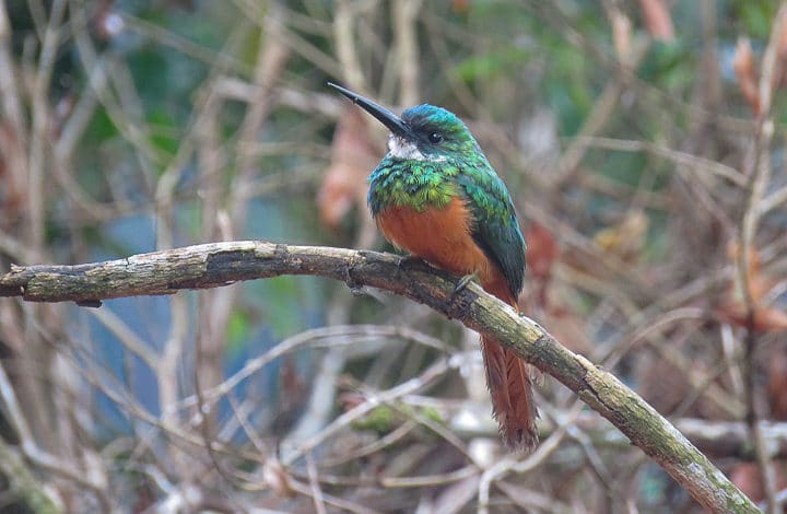 Ariramba-de-cauda-ruiva