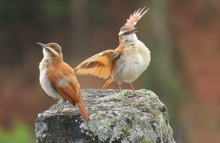 Casaca-de-couro-da-lama