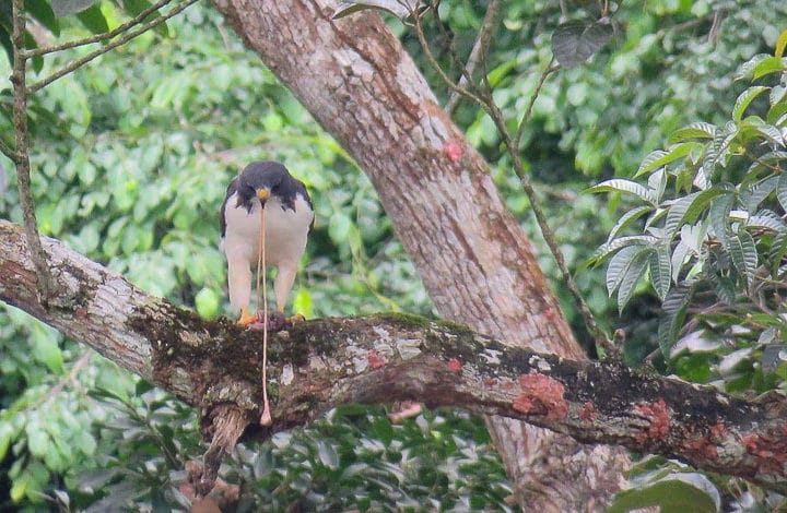 Gavião de cauda curta