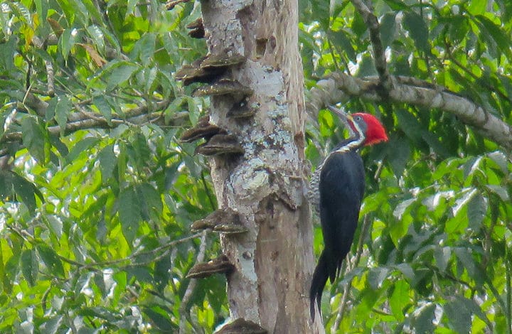 Pica pau de banda branca
