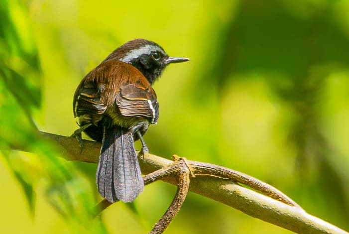 Formigueiro-da-serra