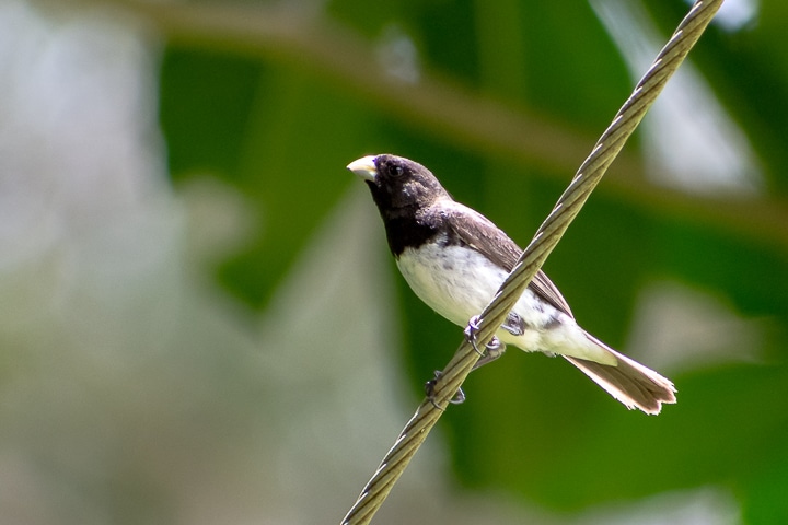 papa-capim-de-costas-cinza (Sporophila ardesiaca)