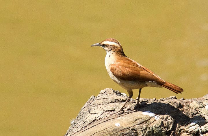 Casaca-de-couro-da-lama
