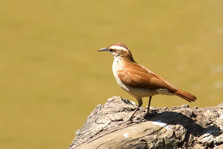 Casaca-de-couro-da-lama