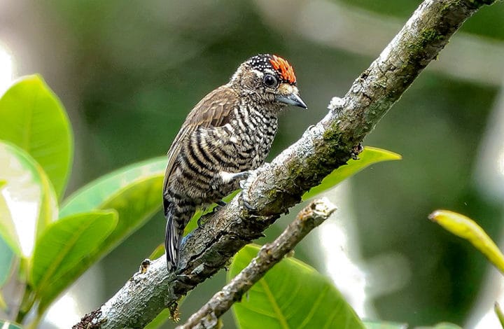Picapauzinho barrado