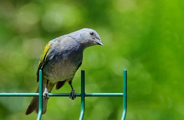 Sanhaço-de-encontro-amarelo