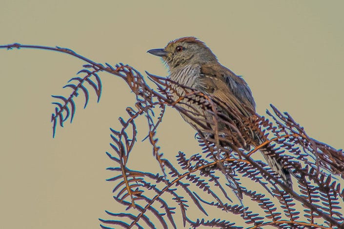 Choca-de-chapéu-vermelho