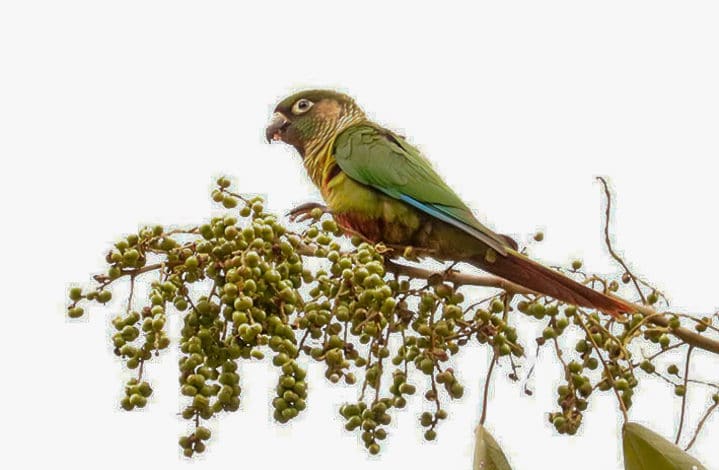 Tiriba-de-testa-vermelha