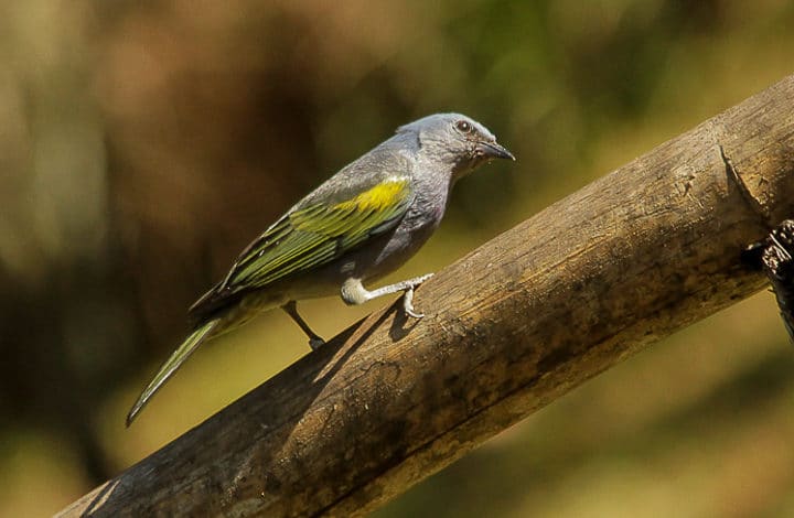 Sanhaço-de-encontro-amarelo