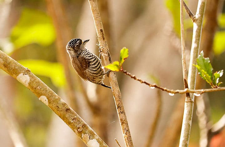 Picapauzinho barrado