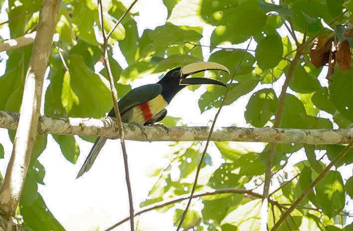 Araçari-de-bico-branco