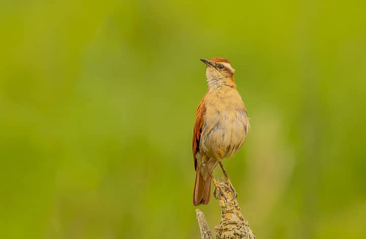 Casaca-de-couro-da-lama