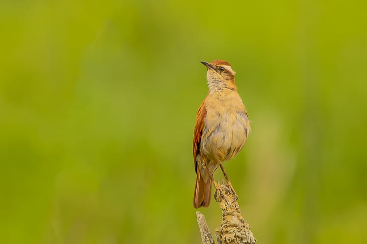 Casaca-de-couro-da-lama