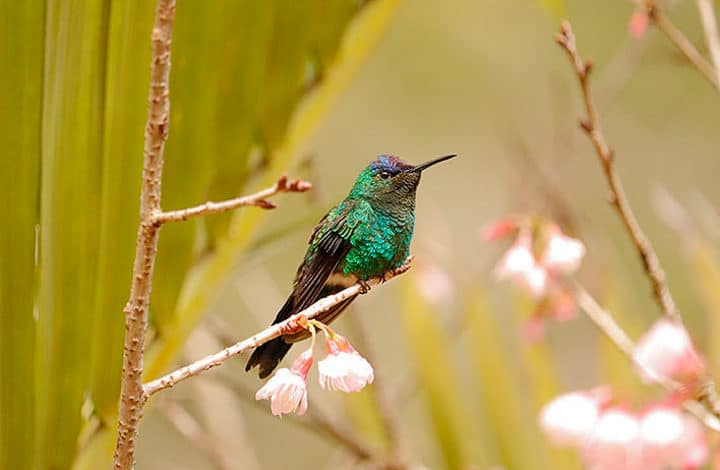 Beija-flor-de-fronte-violeta