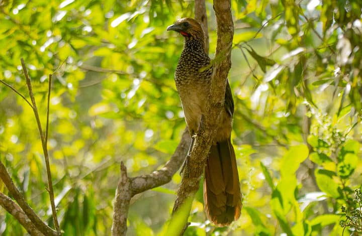 Aracuã-de-barriga-branca