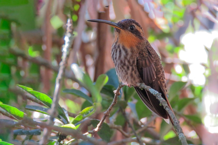 Beija-flor-rajado