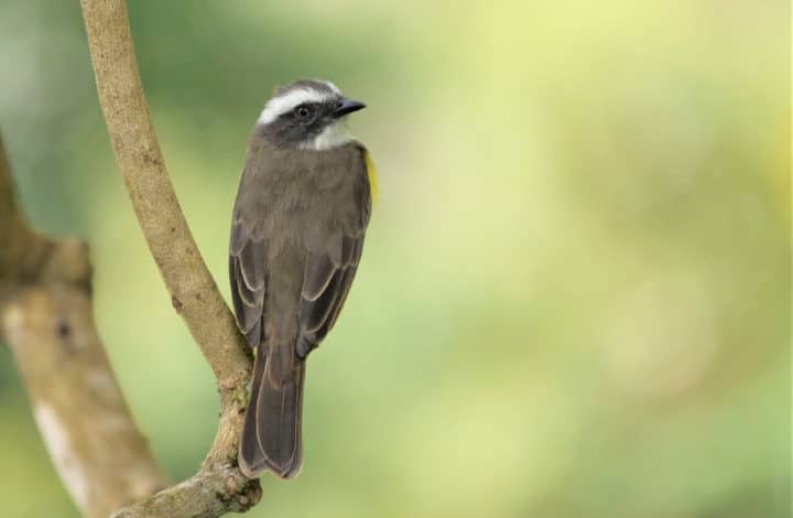 Bentevizinho-de-penacho-vermelho